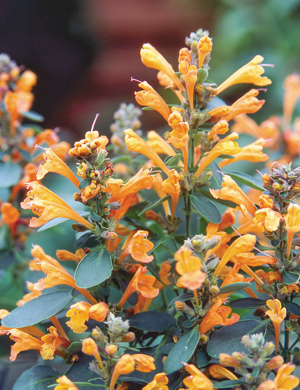 Agastache Arizona 'Sandstone'