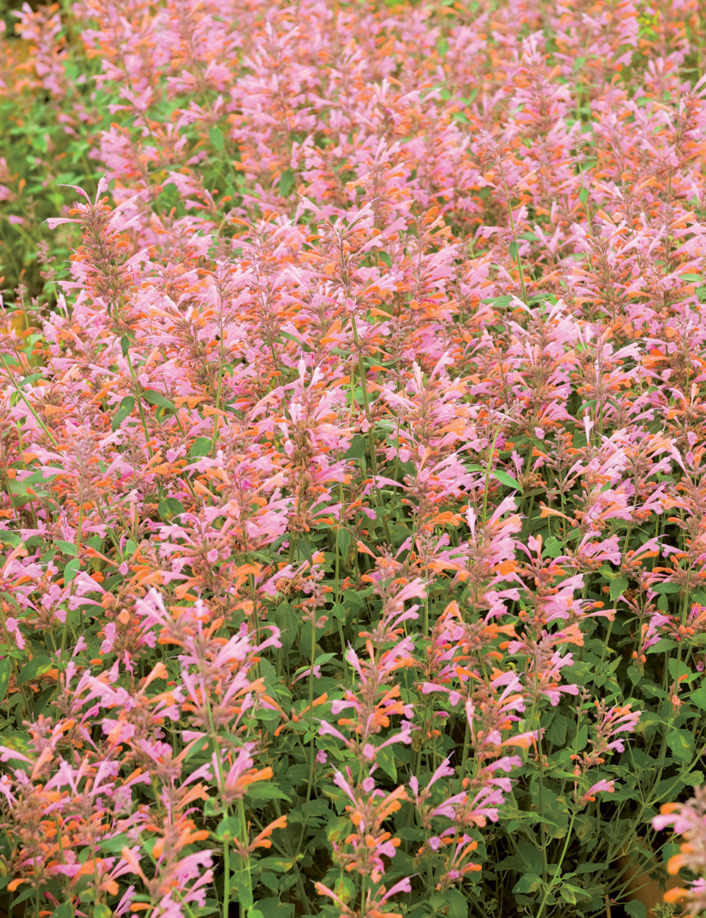 Agastache 'Salmon and Pink Fiesta'