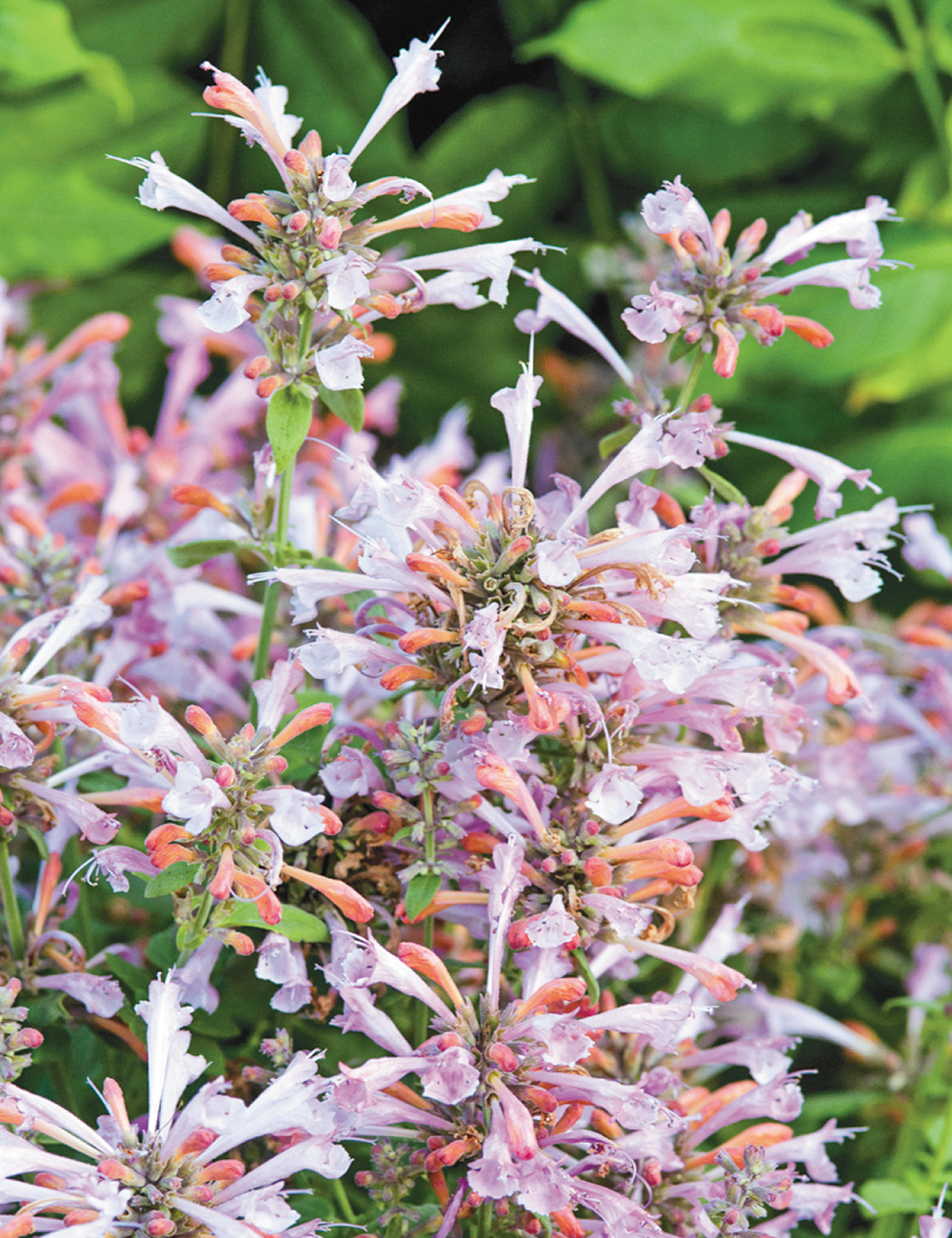 Agastache Arizona 'Sunset'