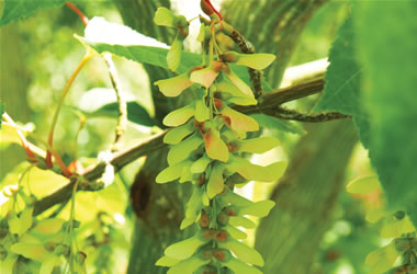 Red Snakebark Maple