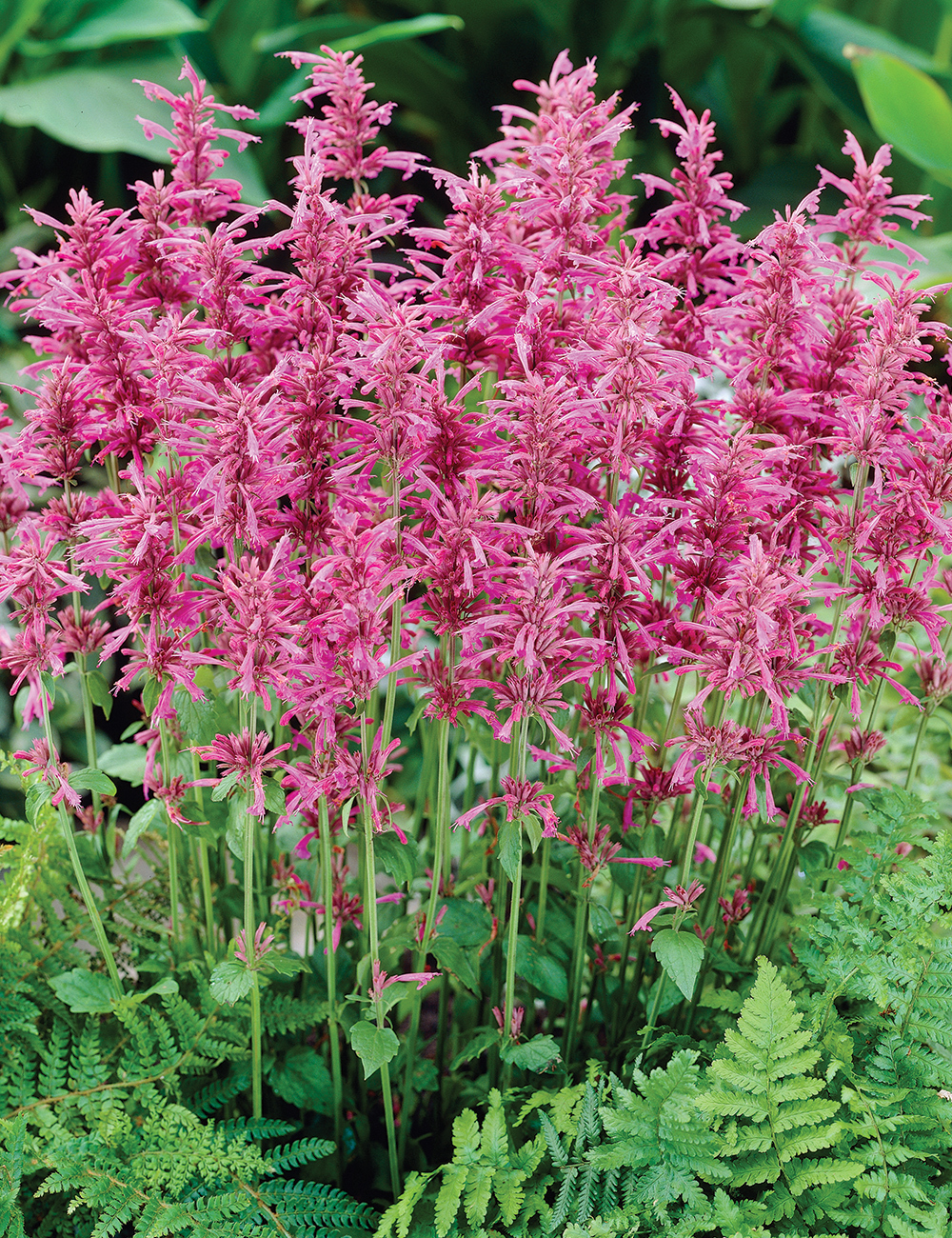 Agastache 'Bolero'