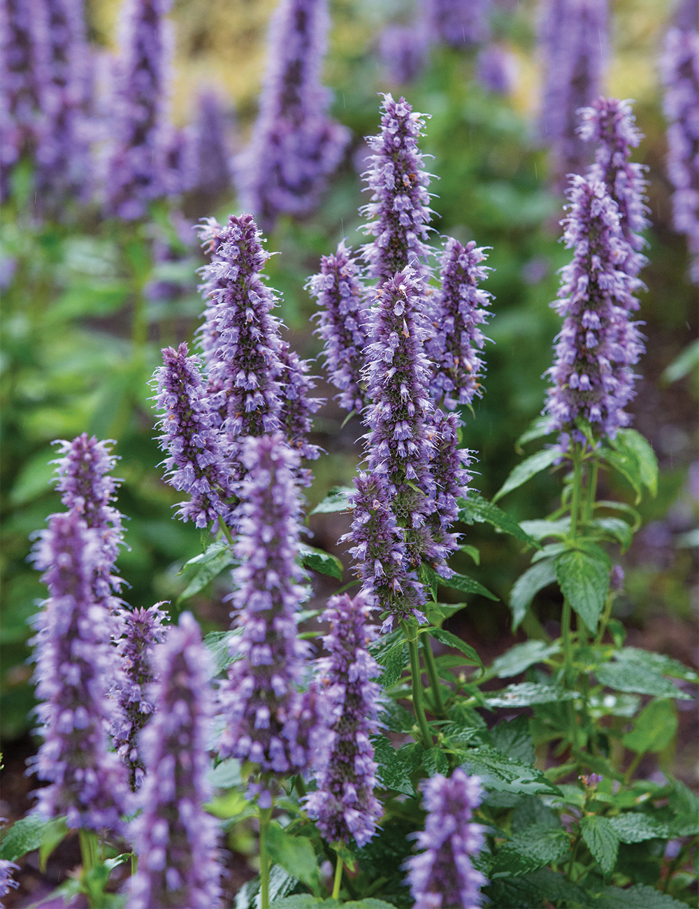 Agastache 'Blue Fortune'