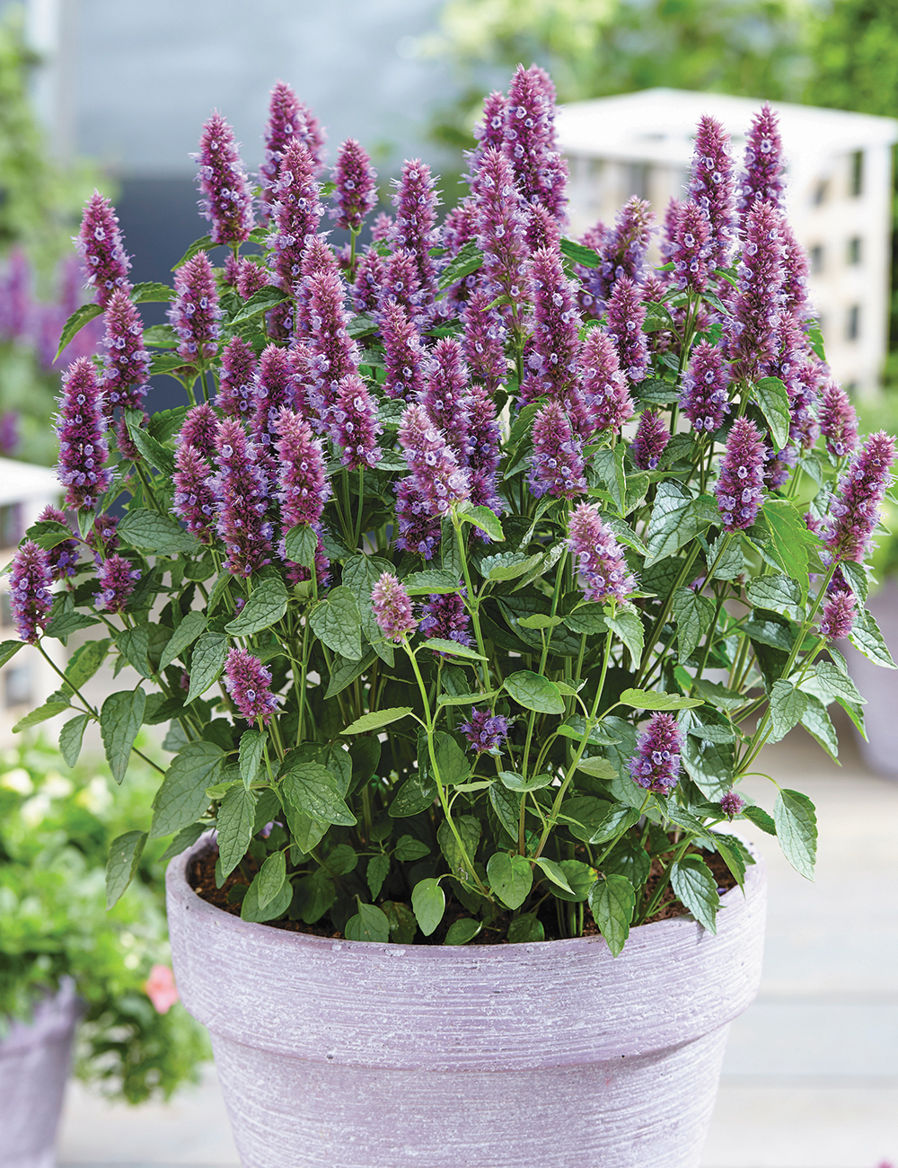 Agastache Beelicious