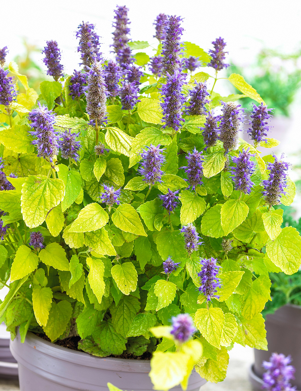 Agastache 'Golden Jubilee'