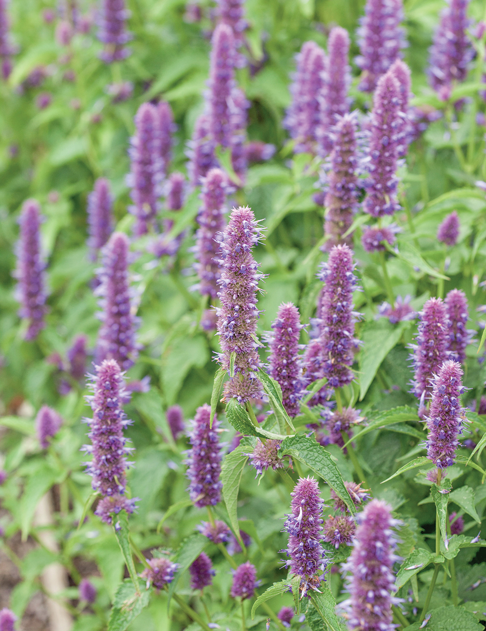 Agastache 'Liquorice Blue'