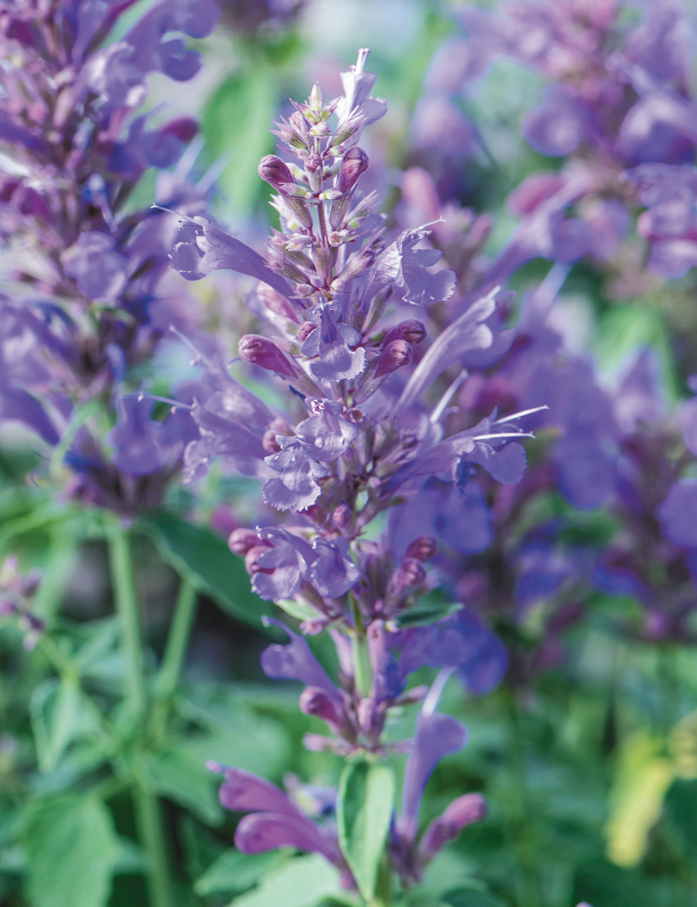 Agastache Poquito 'Dark Blue'