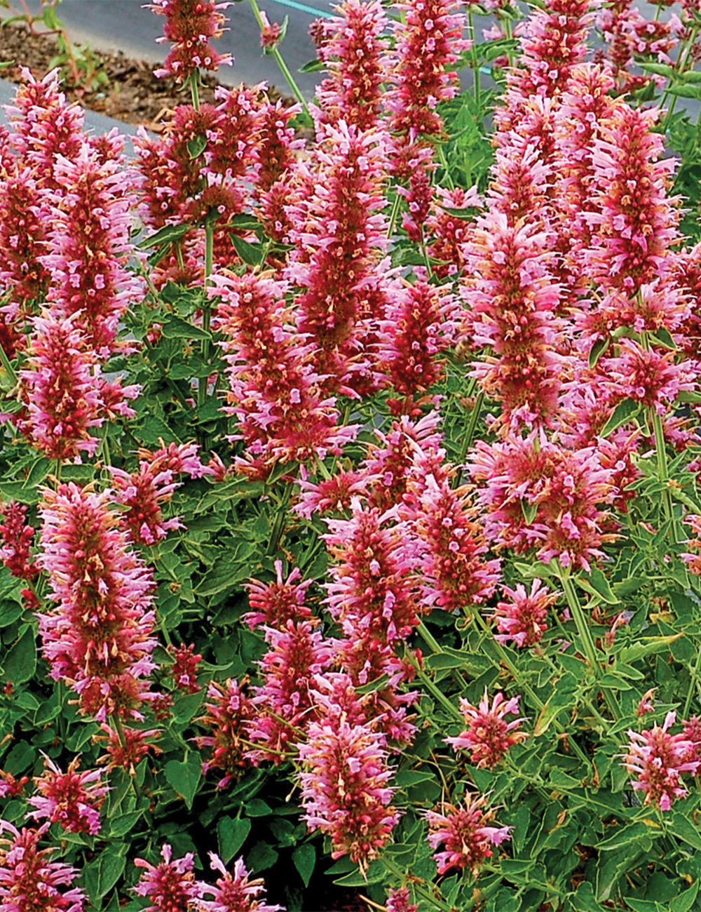 Agastache Poquito 'Lavender'