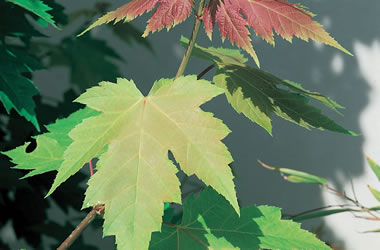 (37A) Pere David Maple