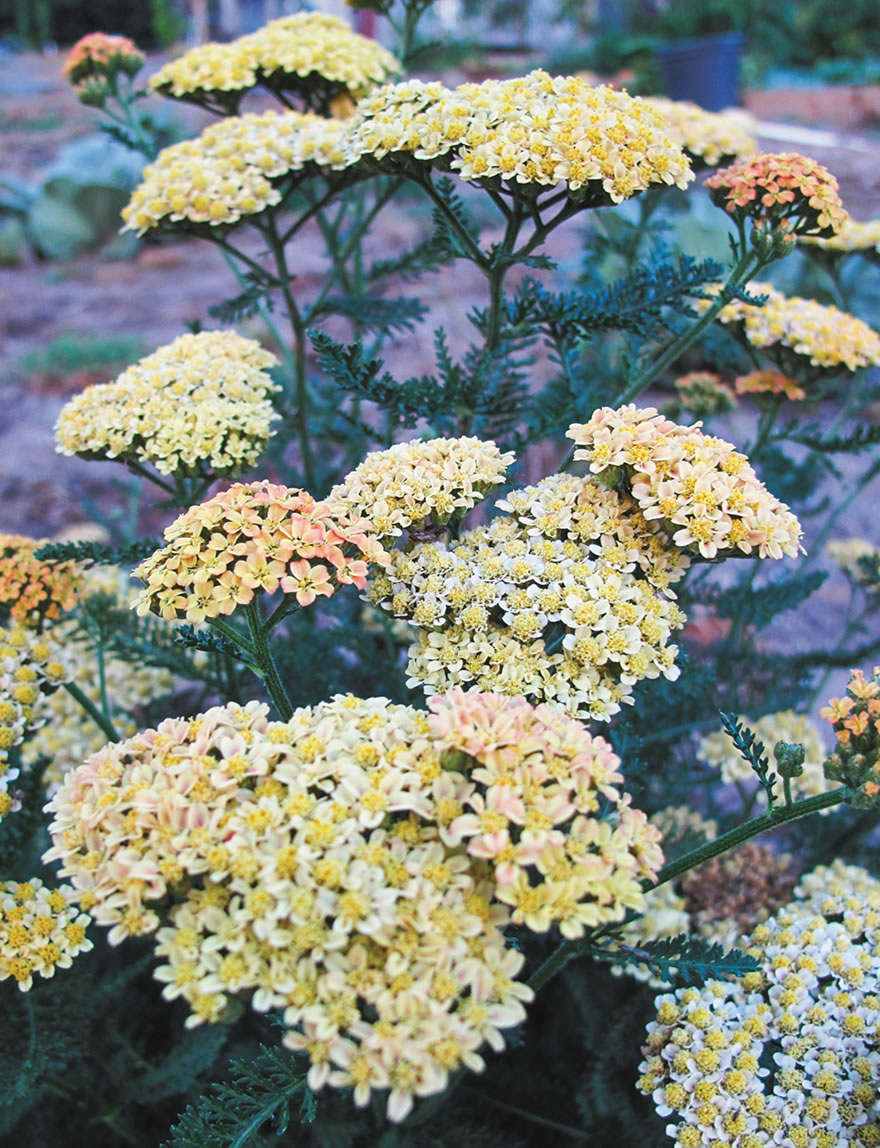 Achillea Burnt  Saffron