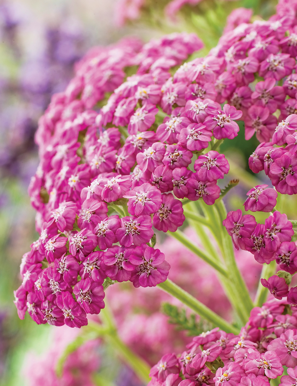 Achillea Christine's Pink