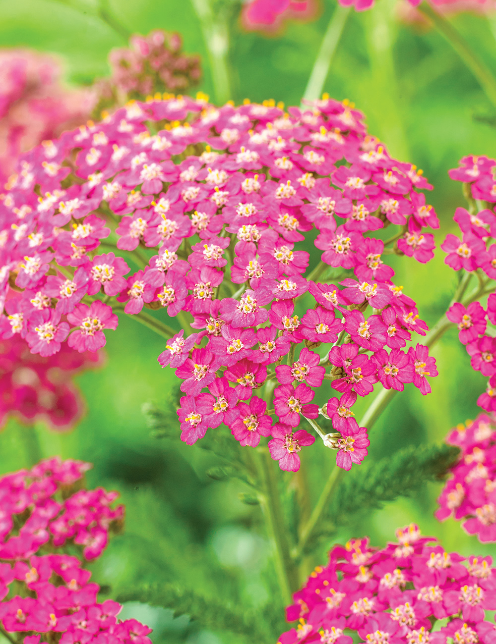 Achillea Cerise Queen