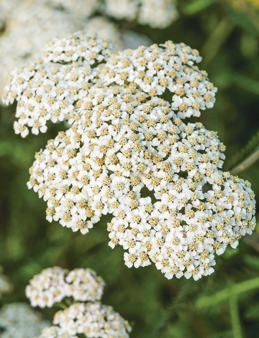 Achillea Moon Pagoda