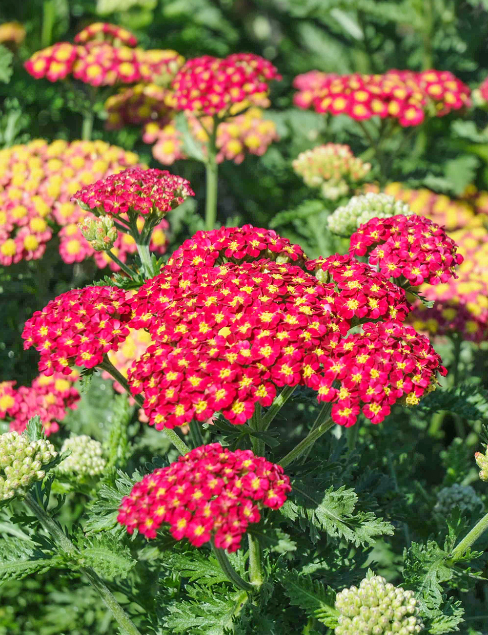 Achillea 'Strawberry Seduction'