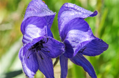 Alaskan Monkshood