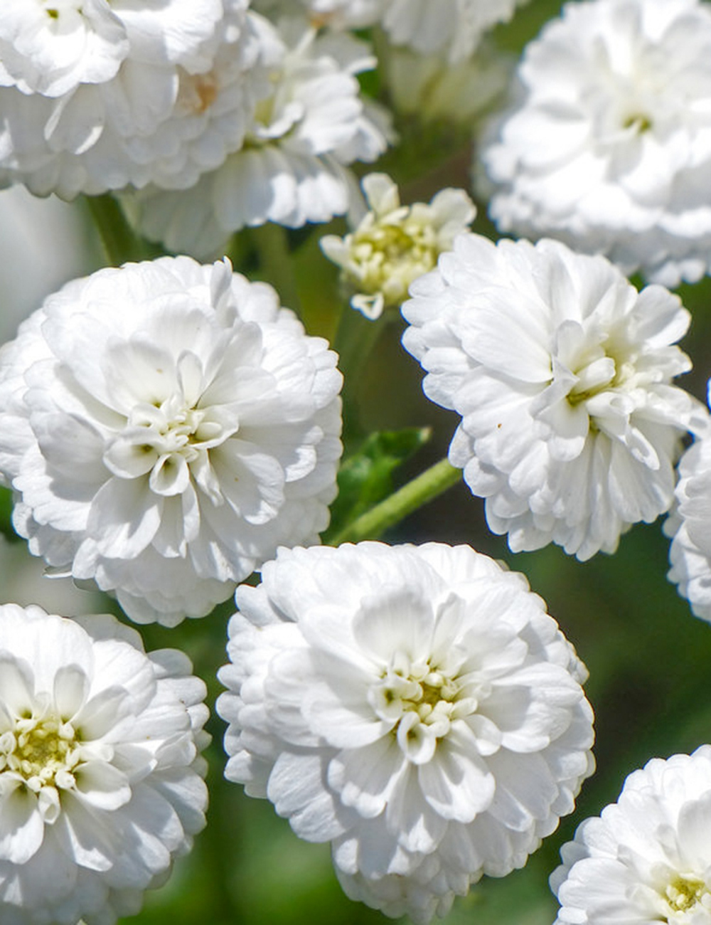 Achillea Noblessa