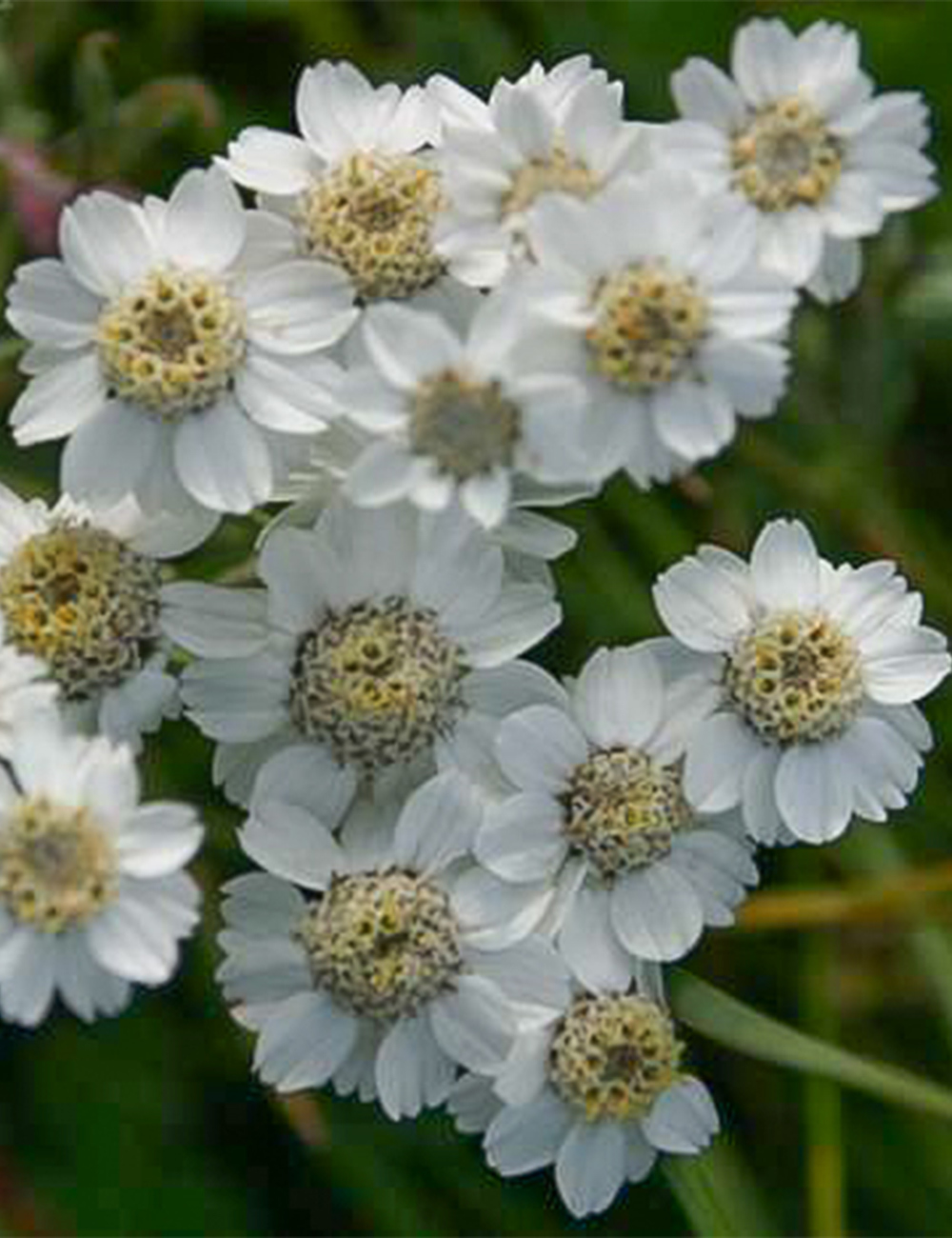 Achillea White Tansy