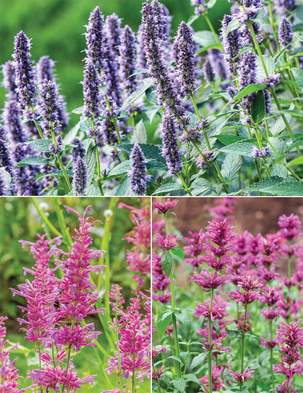 Agastache Collection