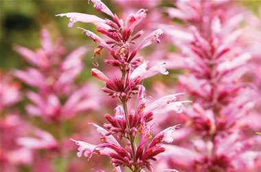 Agastache Sangria