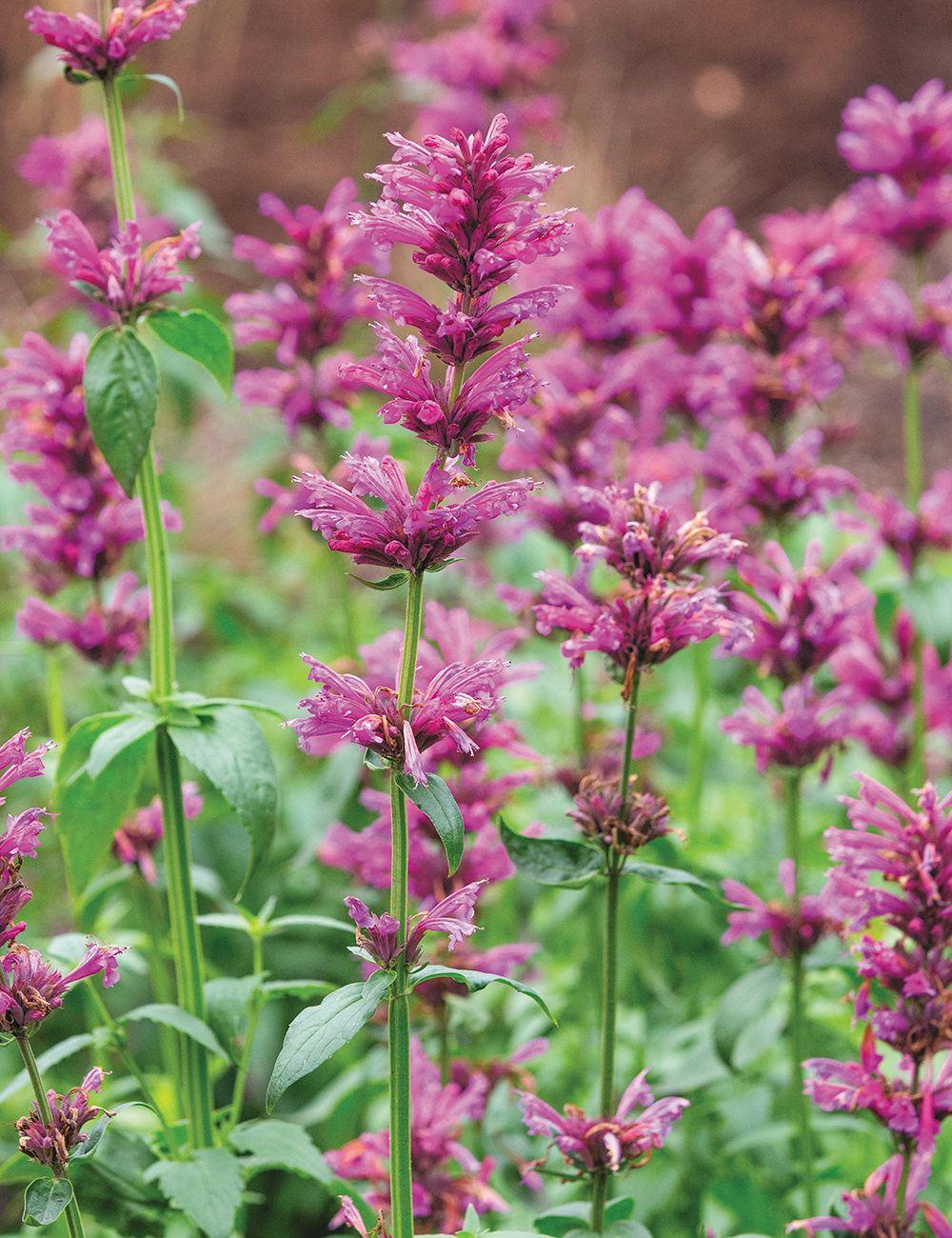 Agastache 'Sweet Lili'