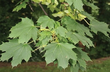 (37A) Norway Maple