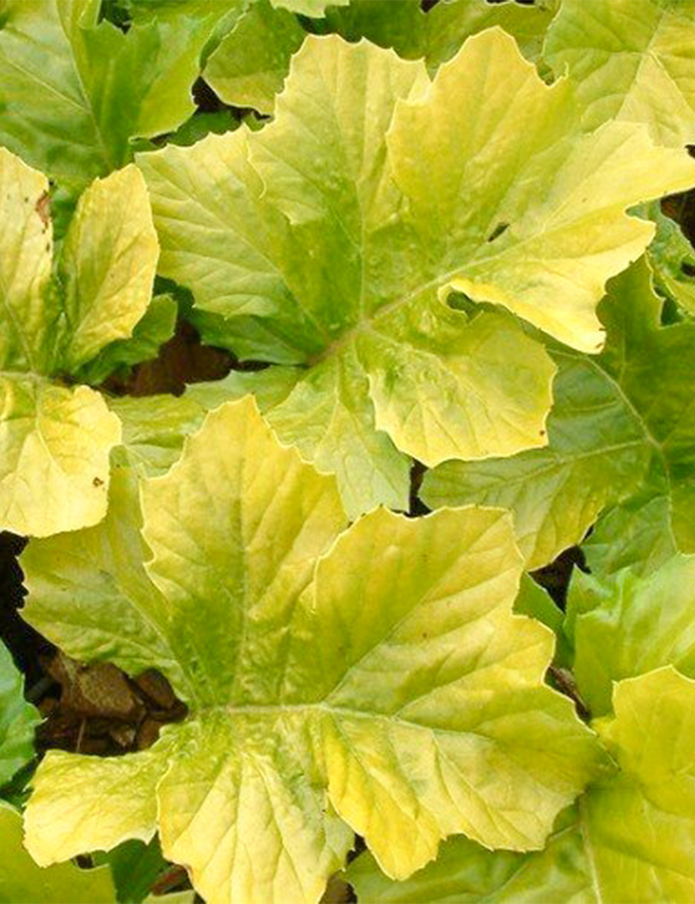 Acanthus 'Hollard's Gold'