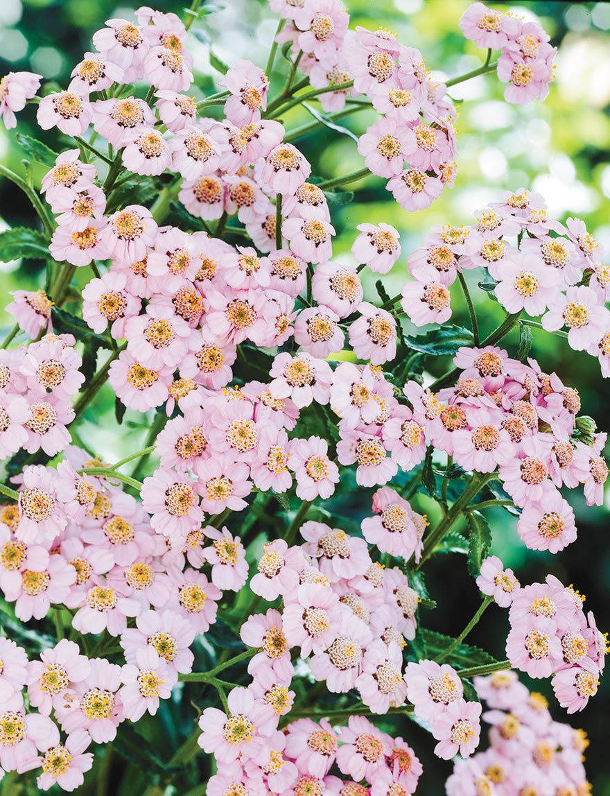 Achillea Love Parade