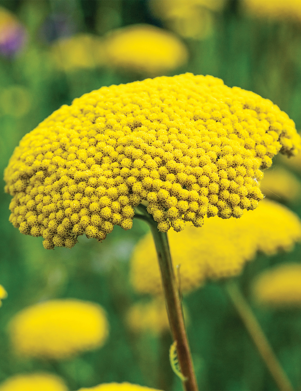 Achillea 'Cloth of Gold'