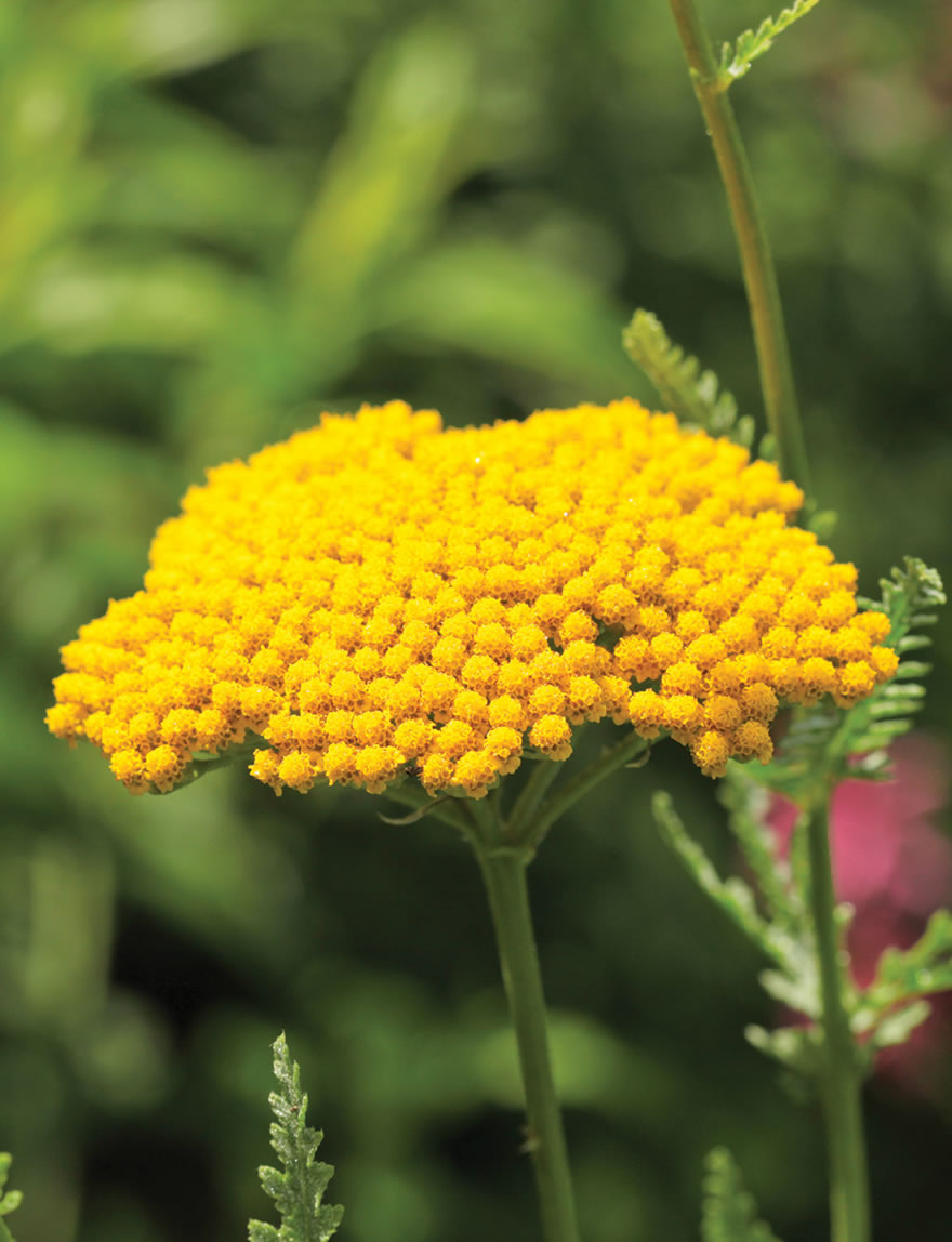 Achillea Coronation Gold