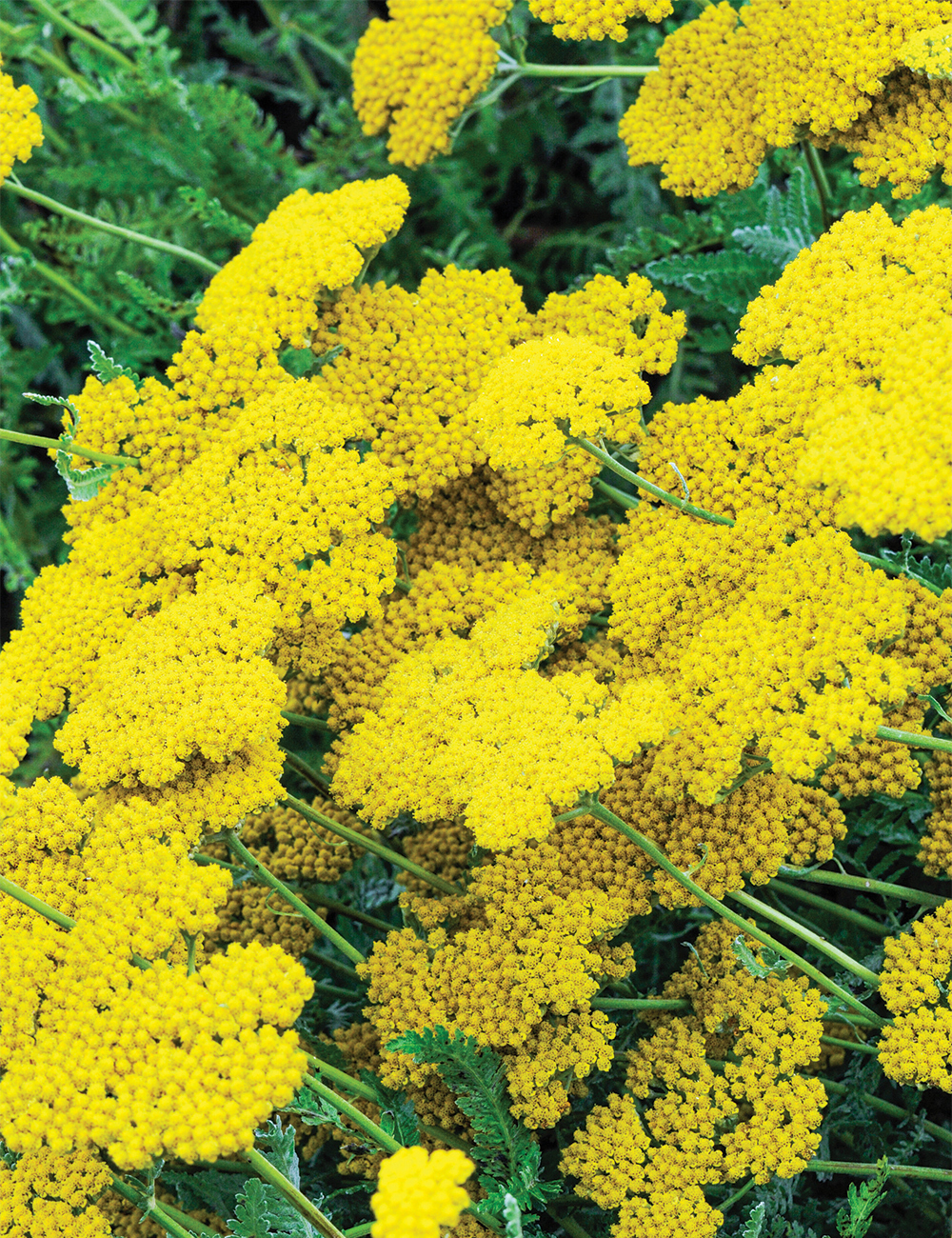 Achillea Balkan Achillea