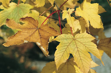 Sycamore Maple