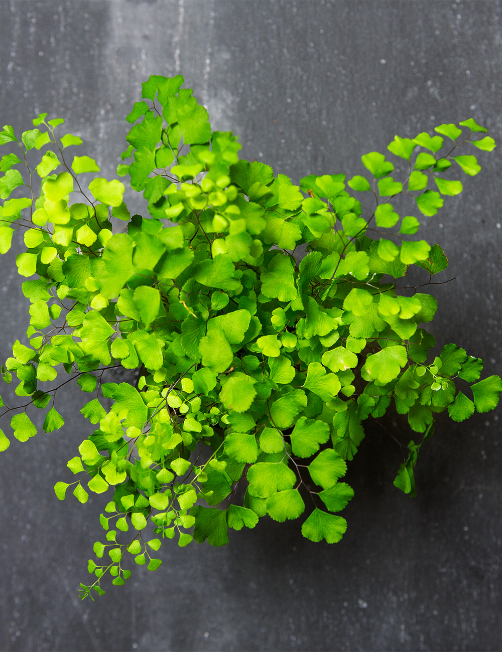 Maidenhair Fern