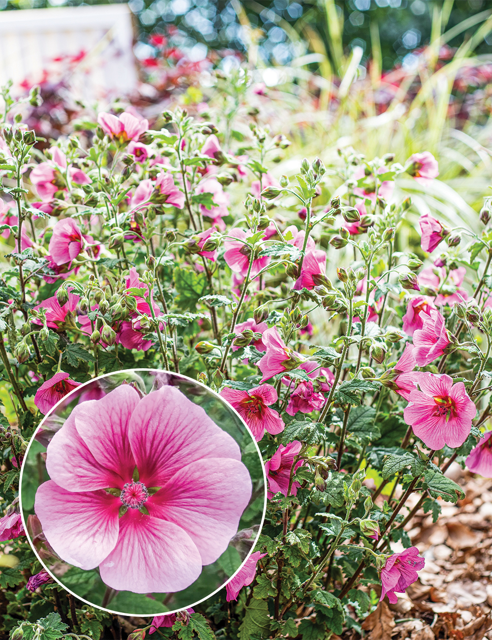 Anisodontea 'Mirembe'