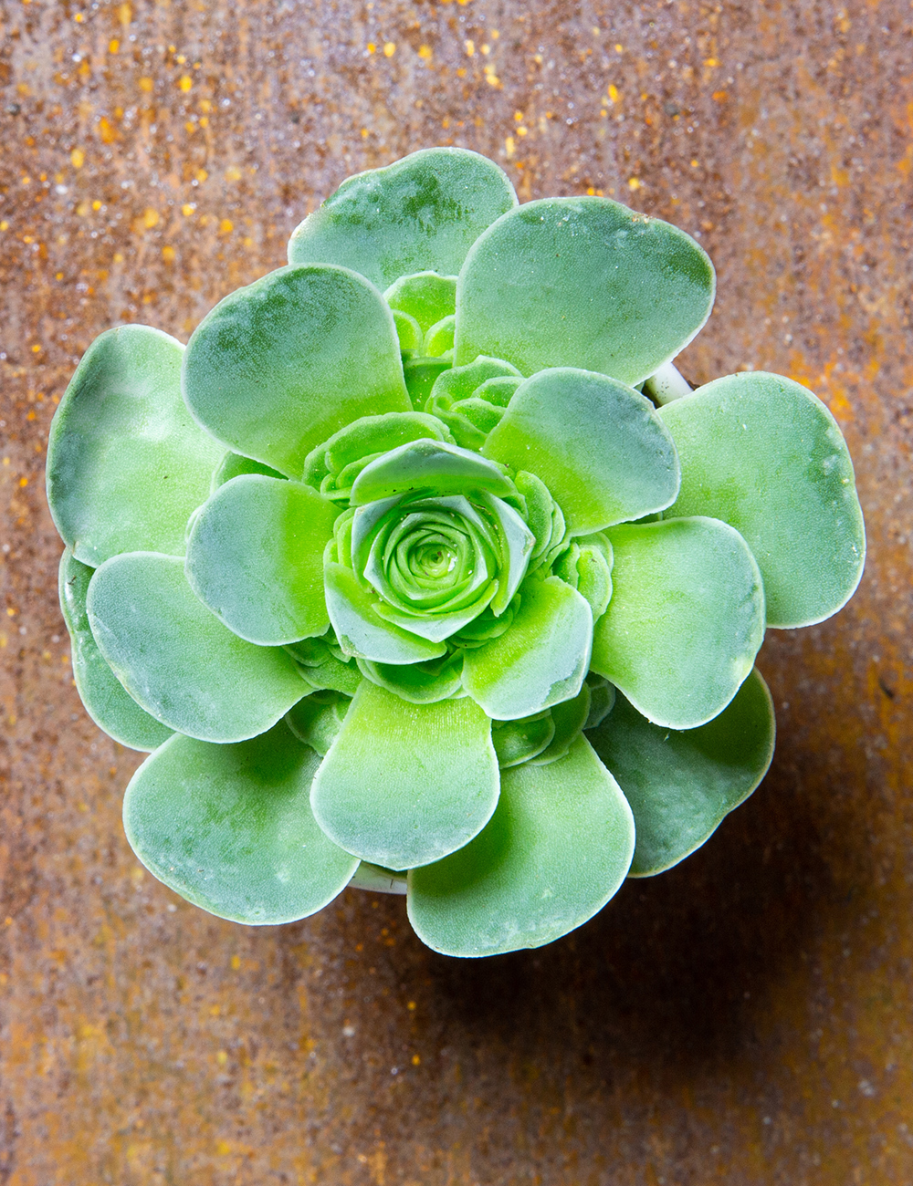 Aeonium Mountain Rose