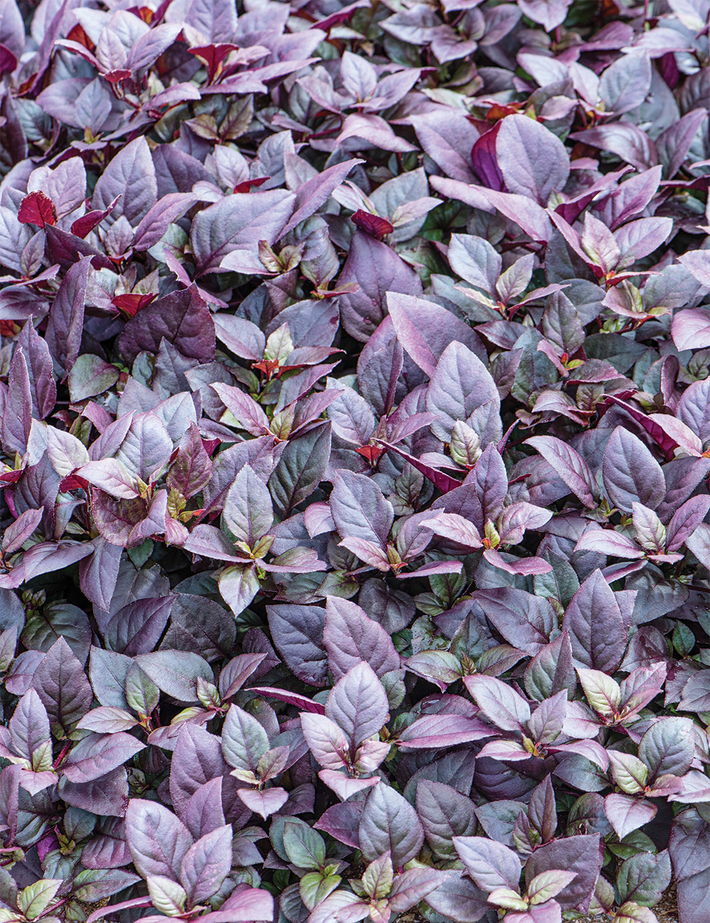 Alternanthera 'Little Ruby'