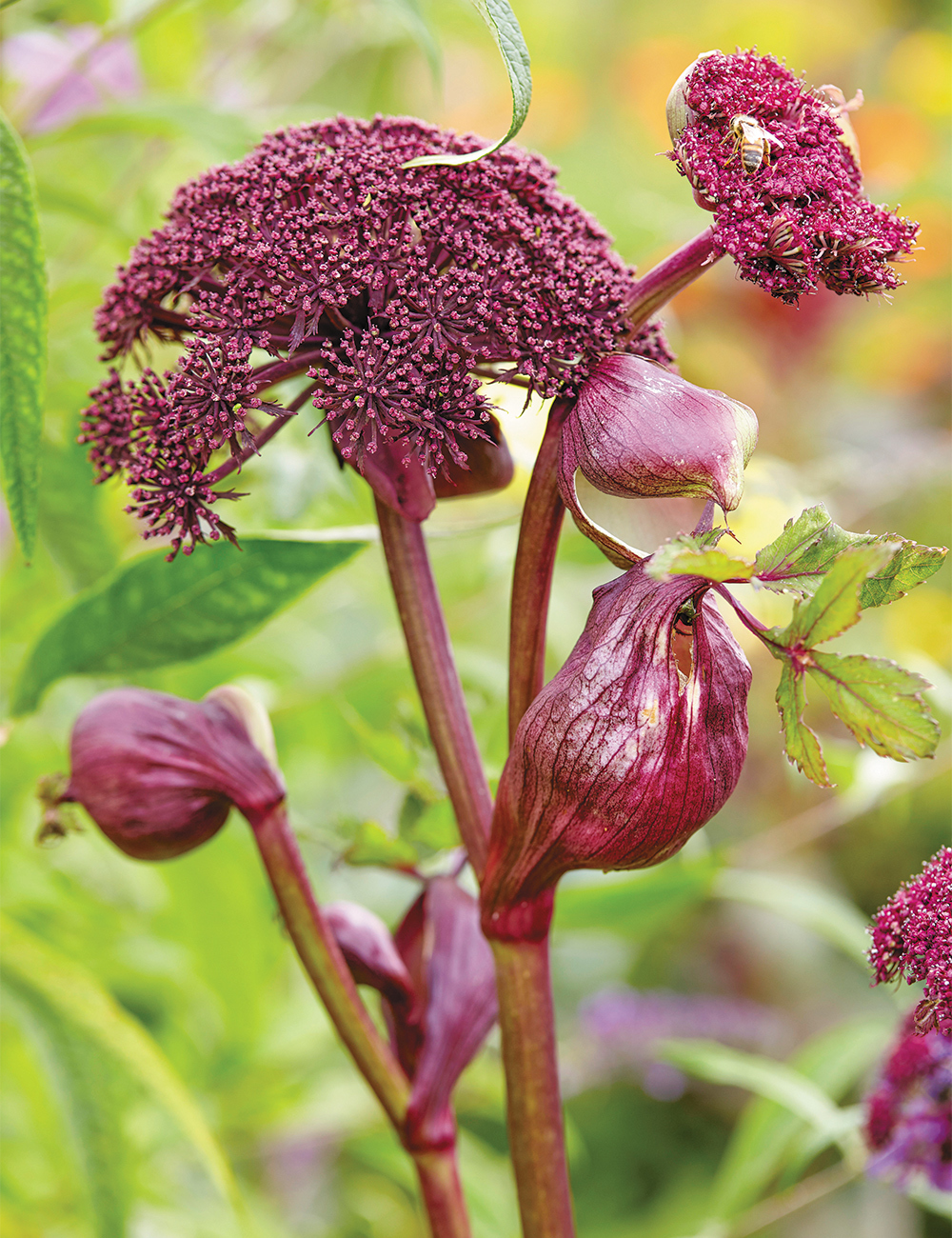 Korean Angelica