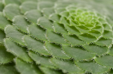 Plate Plant
