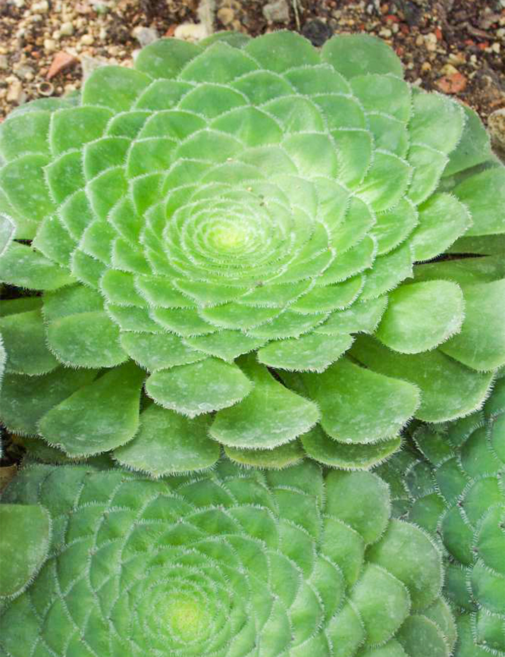 Dinner Plate Aeonium