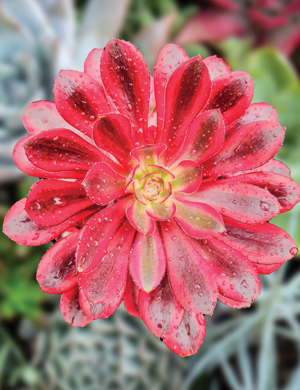Aeonium 'Bronze Teacup'