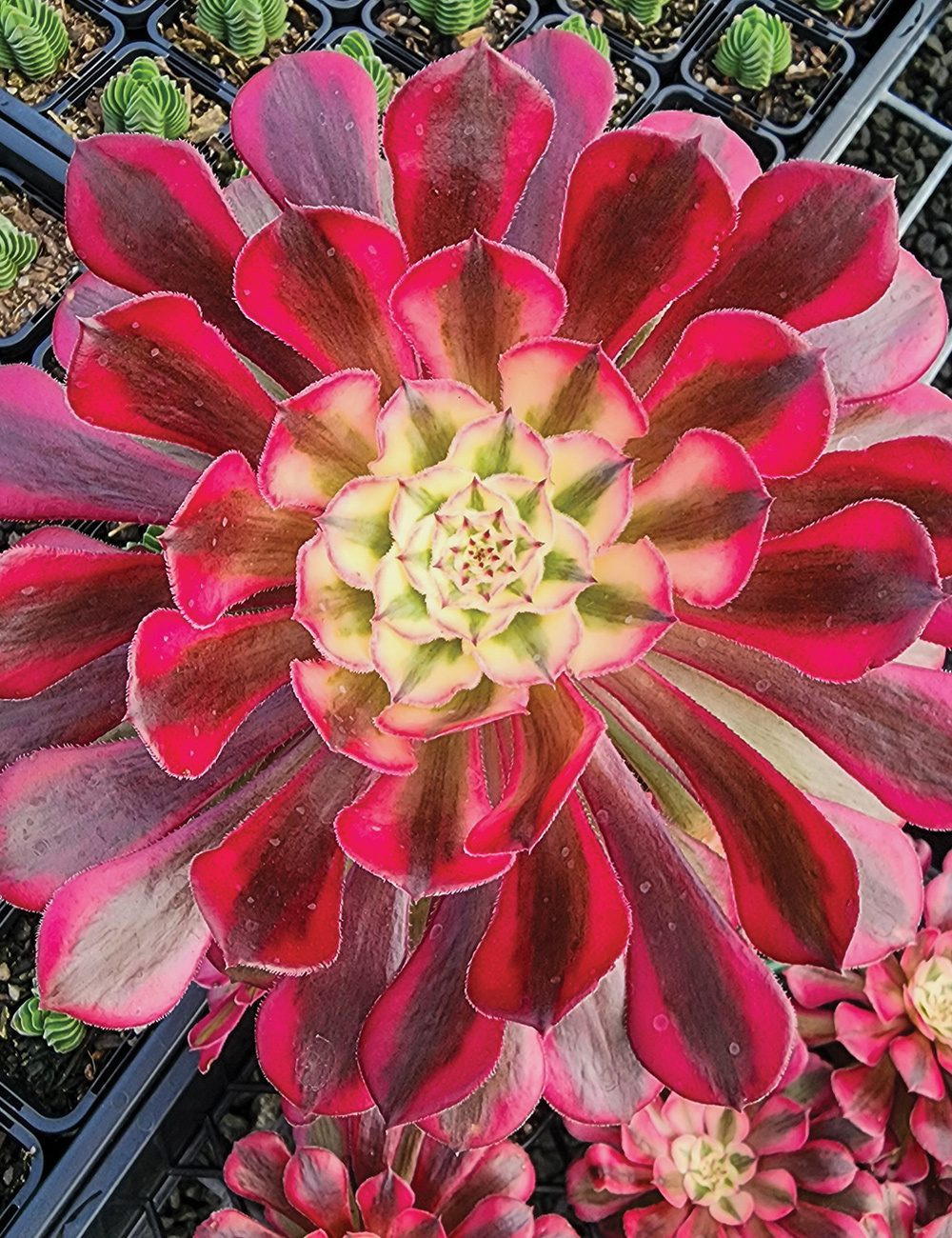 Aeonium 'Medusa'