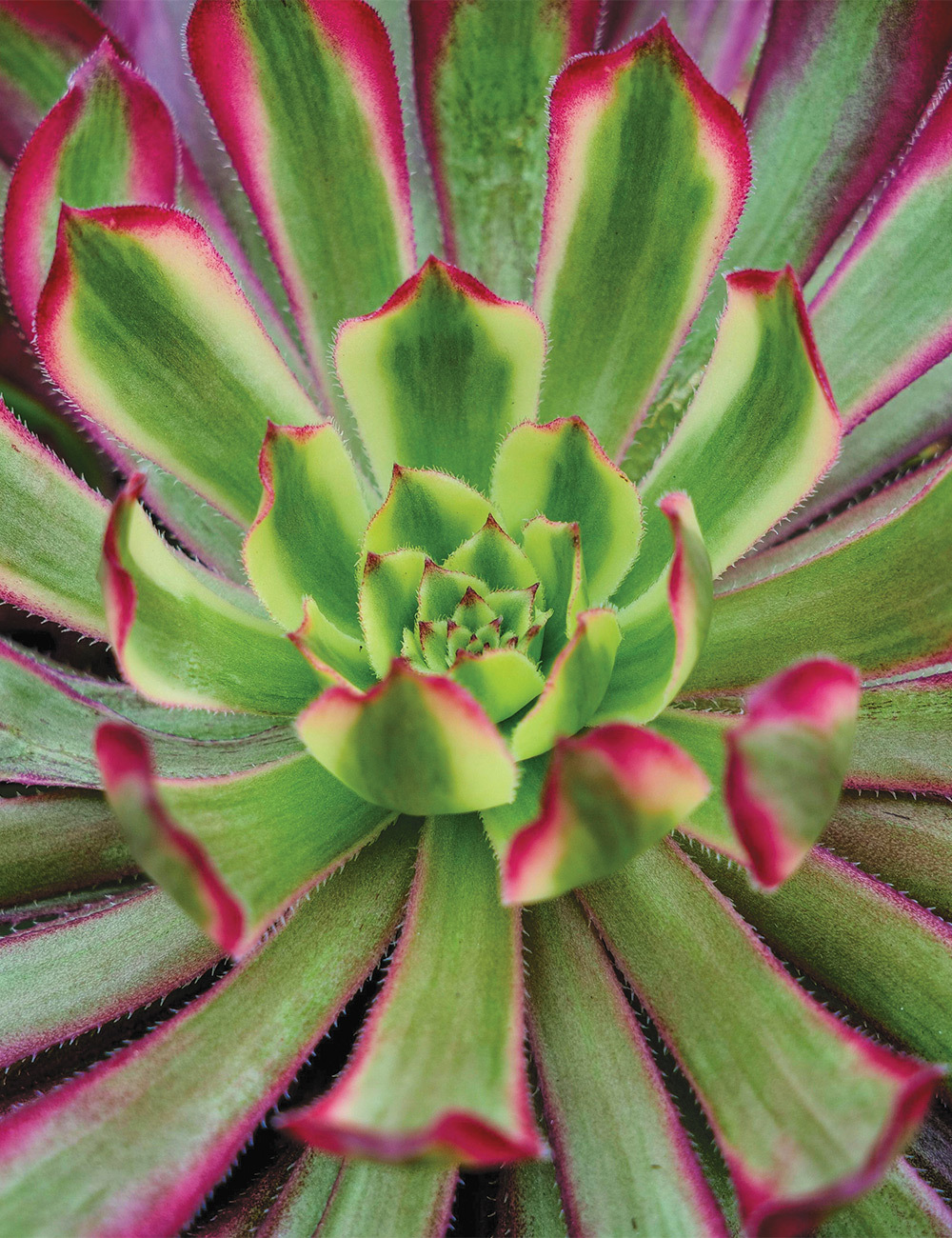 Aeonium 'Mardi Gras'