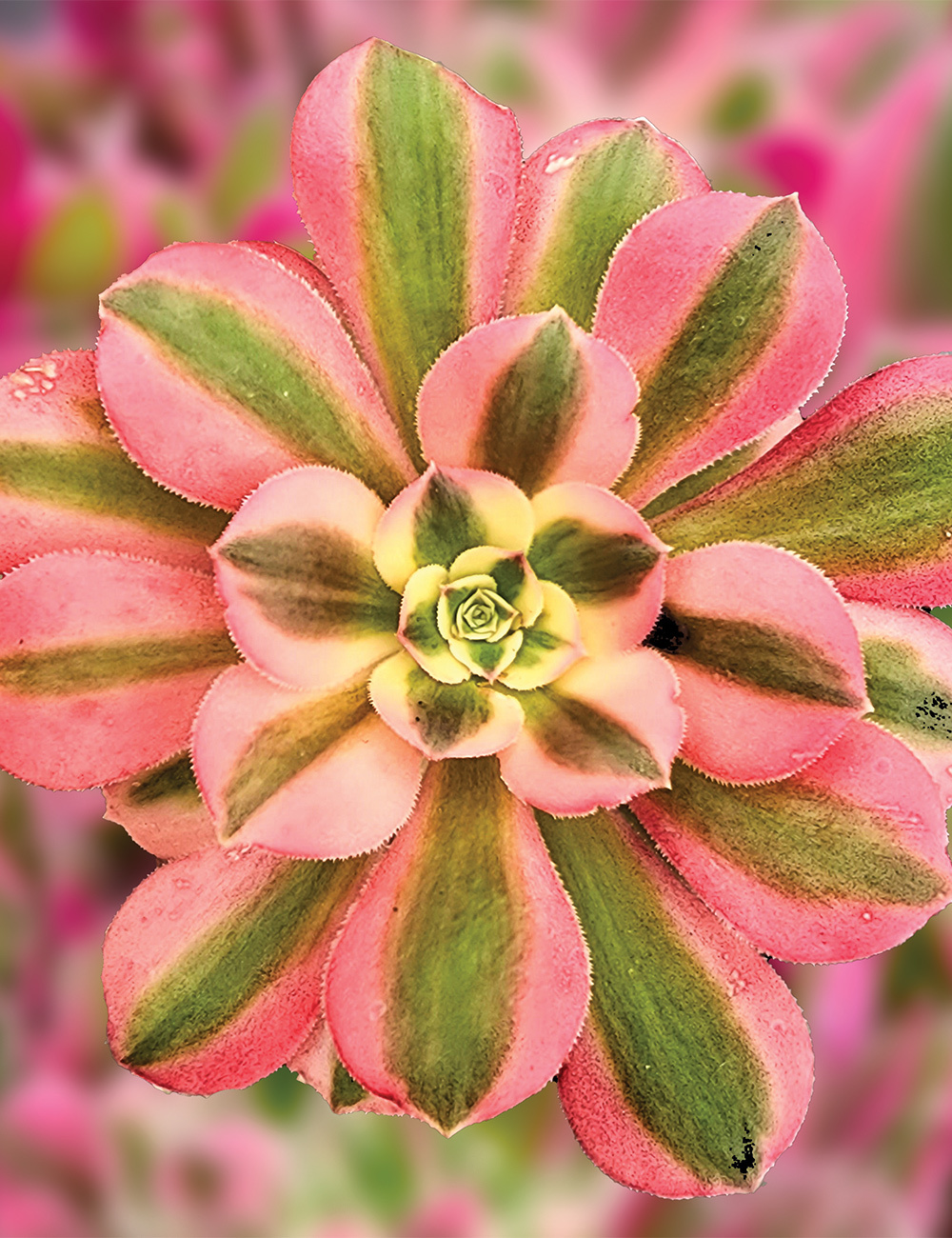 Aeonium 'Pink Witch'