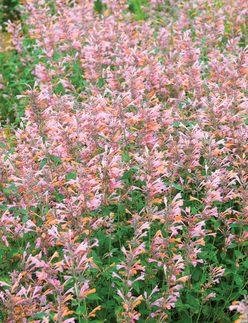 Agastache Party Lavender