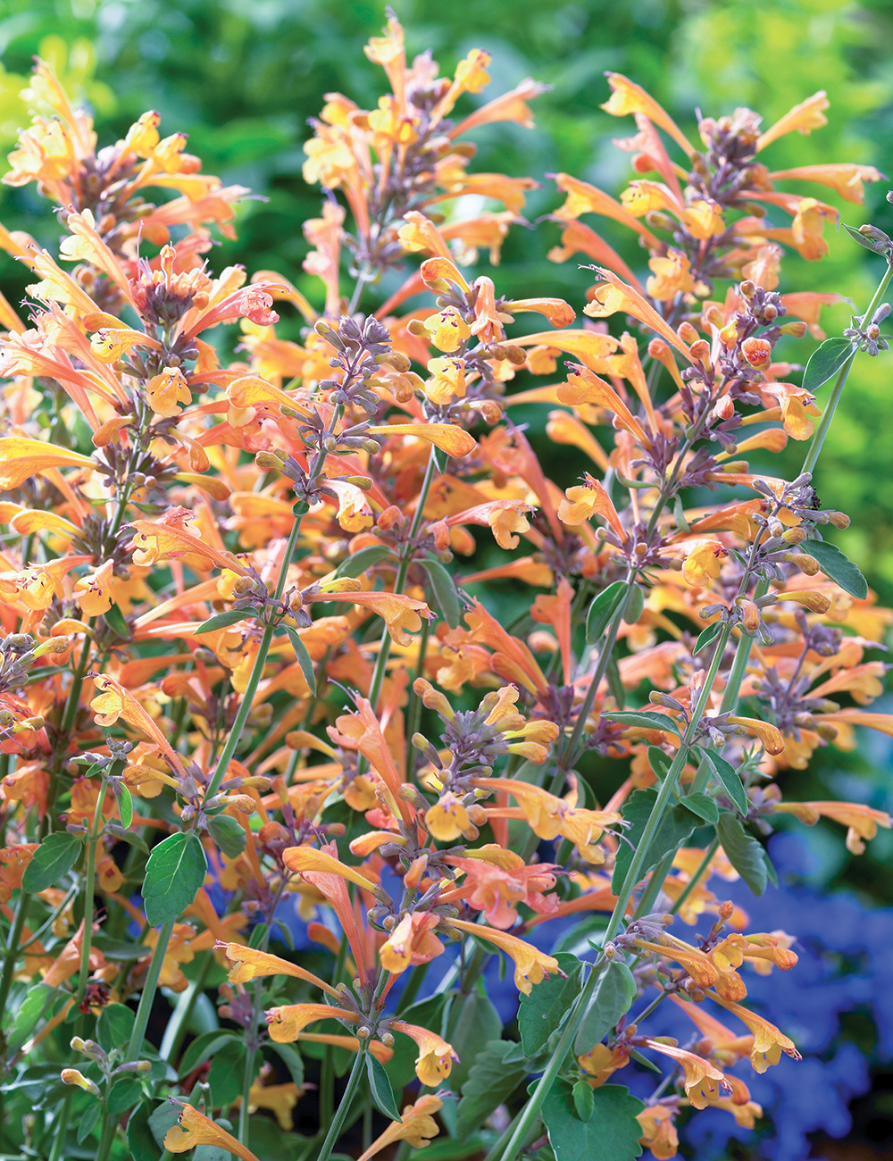 Agastache Party Peach