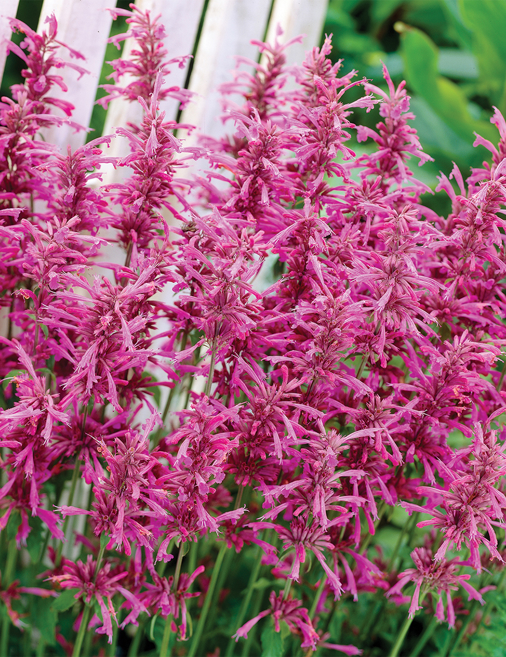 Agastache 'Party Raspberry'