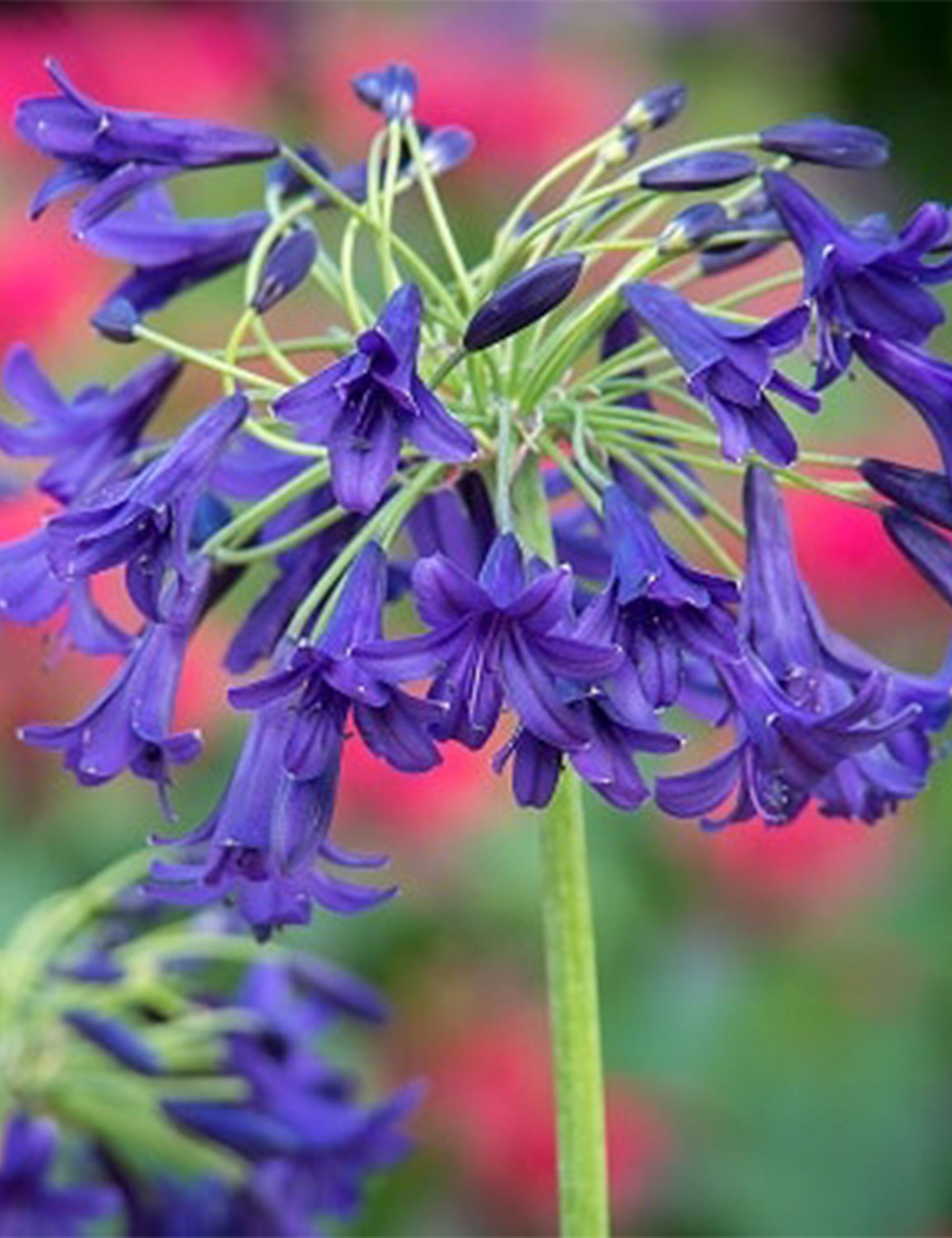 Agapanthus 'Indigo Dreams'