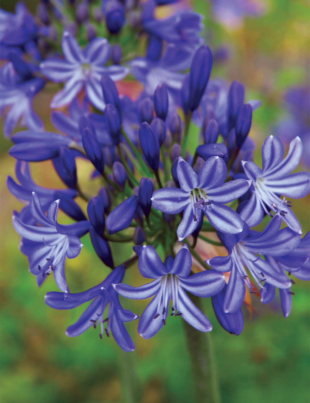 Agapanthus Isis