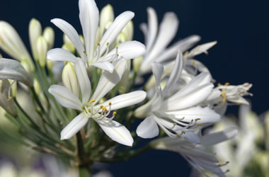 Agapanthus Dwarf Snow Storm