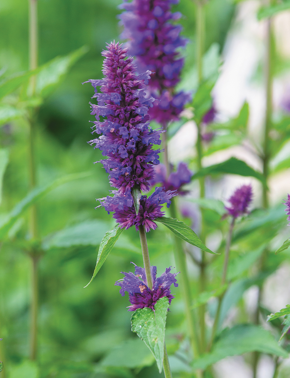 Agastache 'Blue Boa'