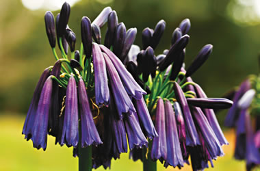 (1B) Agapanthus 'Black Diamond'
