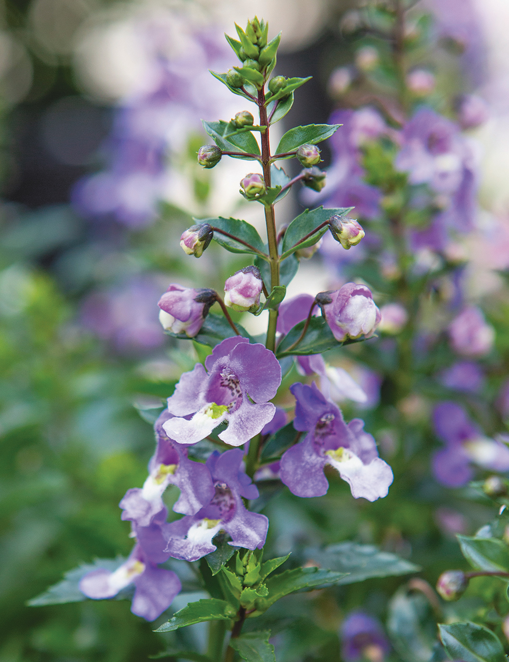 Summer Snapdragons Archangel Bicolour Blue